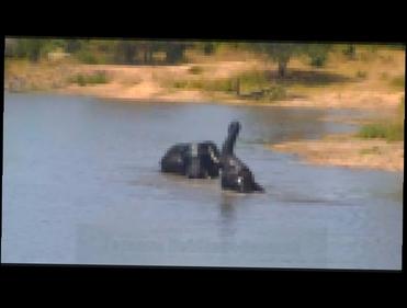 Дикая природа. Африка. Молодые слоны в озере носятся друг