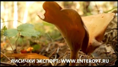 КГ Цена Лисички Купить Грибы Сушёные Оптом в Новосибирске