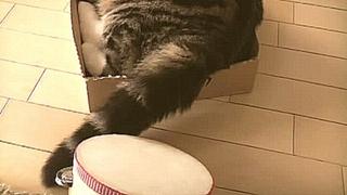 Кошка играет на барабане