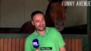 Конь вмешался в телерепортаж о лошадях
