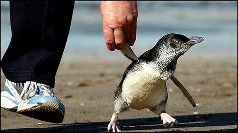 Смелый пингвин | найдено в сети | Х-версии. Другие новости