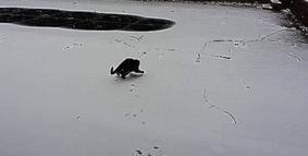 Кошкин первый снег 