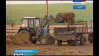 В Нукутском районе разводят коров породы казахская