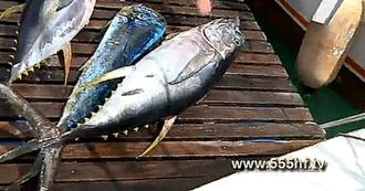 Морская рыбалка. Голубой марлин на 145 кг. Маврикий. Часть
