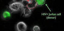 Межклеточная передача ВИЧ