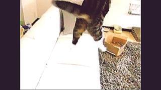 Прыжки кота Мару в замедленной съемке