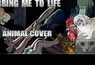 Evanescence - Bring Me To Life Animal Cover