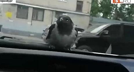 Ворона едет на работу