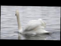 Лебеди от весны до зимы. 2 часть Апрель месяц. Swans from