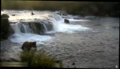 16+  Природа Аляски Медведи ловят рыбу в водопаде Сезон
