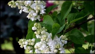 Free HD Stock Footage. Nature. White lilac blossom. Футаж.