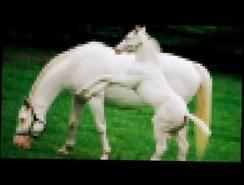 Жеребёнок, жеребёнок -  Белой лошади ребёнок